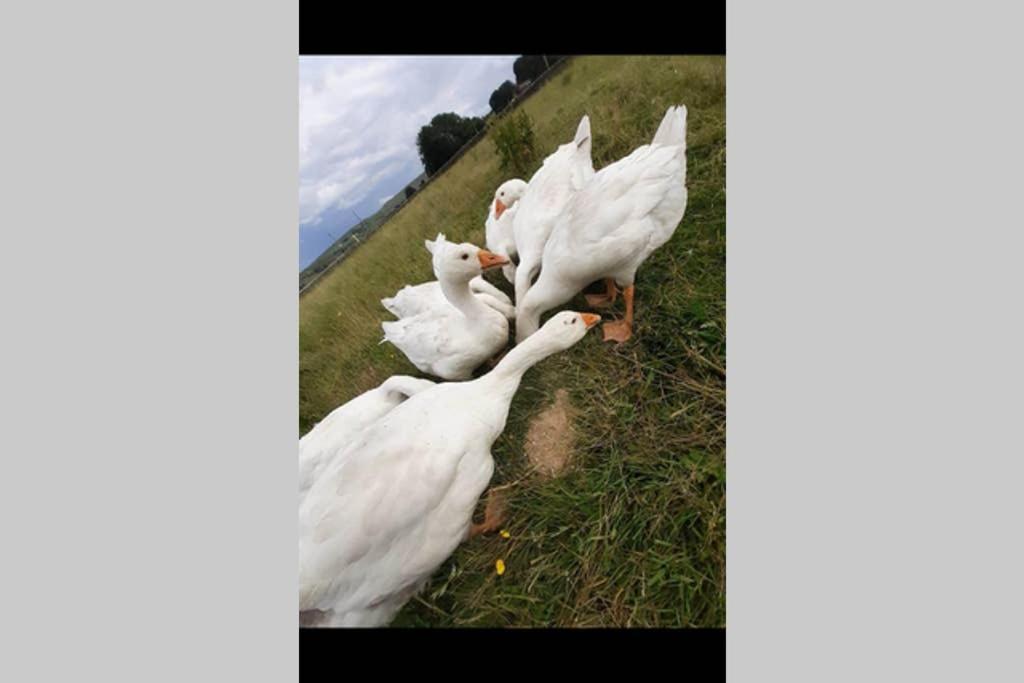 Stones Cottage Farm, Nr Haworth, Family Friendly, Work Friendly, Gaming Barn, Crafting, Free Wifi, Free Parking, Ev Point Oxenhope المظهر الخارجي الصورة