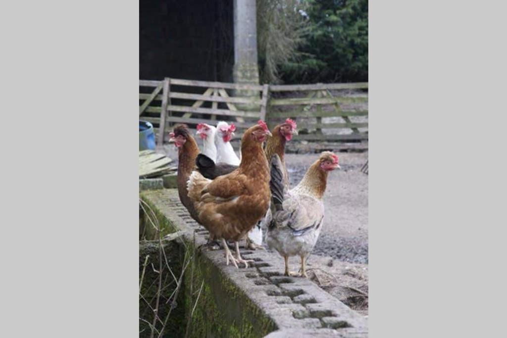 Stones Cottage Farm, Nr Haworth, Family Friendly, Work Friendly, Gaming Barn, Crafting, Free Wifi, Free Parking, Ev Point Oxenhope المظهر الخارجي الصورة