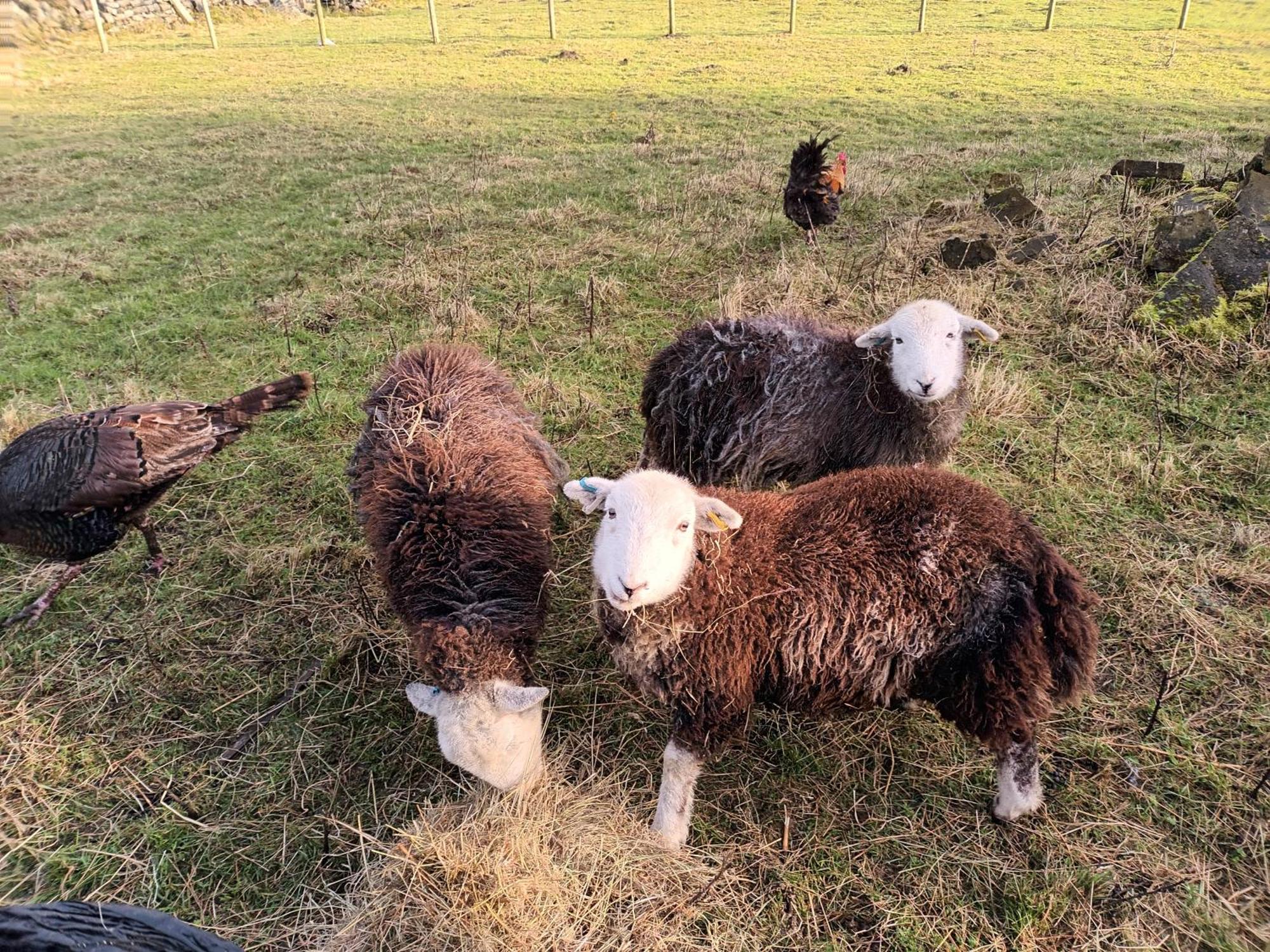 Stones Cottage Farm, Nr Haworth, Family Friendly, Work Friendly, Gaming Barn, Crafting, Free Wifi, Free Parking, Ev Point Oxenhope المظهر الخارجي الصورة